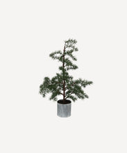 Load image into Gallery viewer, French Country Collections Potted Fraser Fir Tree Small