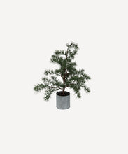 Load image into Gallery viewer, French Country Collections Potted Fraser Fir Tree Xtra Small