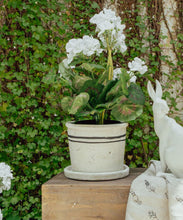 Load image into Gallery viewer, French Country Collections Lisbon Herb Pot Medium