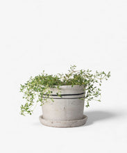 Load image into Gallery viewer, French Country Collections Lisbon Herb Pot Small