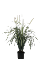 Load image into Gallery viewer, Flower Systems Fountain Grass Potted 1m
