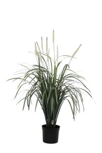 Flower Systems Fountain Grass Potted 1m