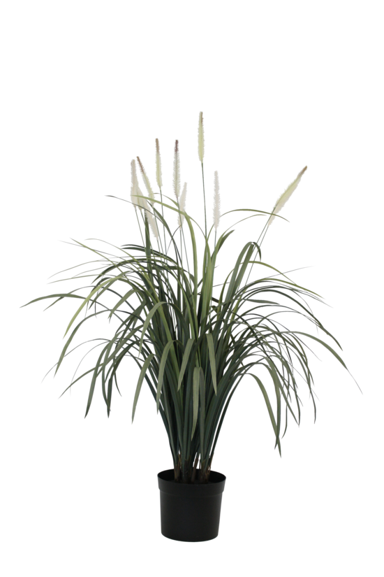 Flower Systems Fountain Grass Potted 1m