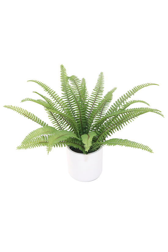 Flower Systems Ladder Fern Potted 35cm