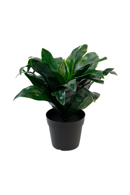 Flower Systems Dracaena Compacta Potted 23cm