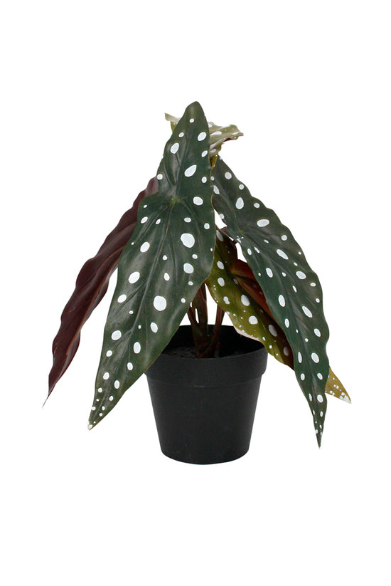 Flower Systems Angel Wing Begonia Potted 24cm