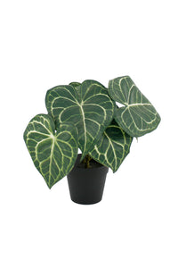 Flower Systems Turtle Alocasia Potted 24cm