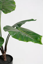 Load image into Gallery viewer, Flower Systems Elephant Ear Potted 63cm
