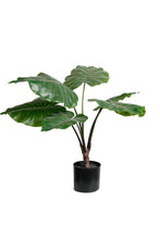 Load image into Gallery viewer, Flower Systems Elephant Ear Potted 63cm
