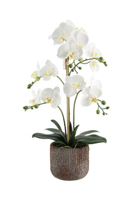 Flower Systems Phalaenopsis with Rustic Pot 61cm