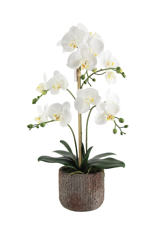 Flower Systems Phalaenopsis with Rustic Pot 61cm