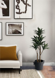 Flower Systems Dracaena Potted 91cm