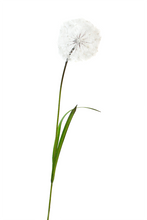Load image into Gallery viewer, Flower Systems Dandelion Spray
