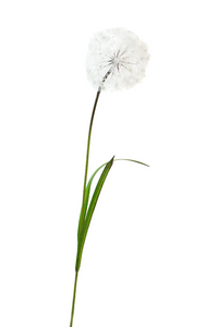 Flower Systems Dandelion Spray