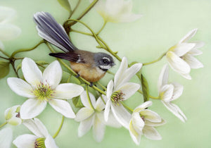 Piwakawaka & NZ Clematis 50cm x 35cm Art by Nicola Reif
