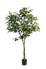 Load image into Gallery viewer, Flower Systems Ficus Benjamina Potted 1.5m
