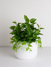 Load image into Gallery viewer, Flower Systems Golden Pothos Potted Plant 40.5cm
