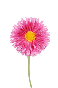 Flower Systems Single Mini Gerbera Pink