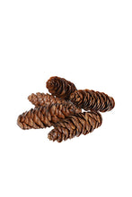 Load image into Gallery viewer, Flower Systems Dragon Spruce Pinecones Large set of 18
