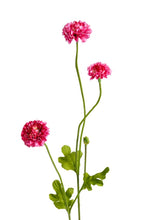 Load image into Gallery viewer, Flower Systems Pompom Sp 4x Beauty 59cm
