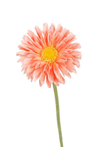 Flower Systems Single Mini Gerbera Peach
