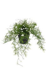 Load image into Gallery viewer, Flower Systems Babies Breath Trailing Potted Bush UVR

