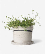 Load image into Gallery viewer, French Country Collections Lisbon Herb Pot Medium
