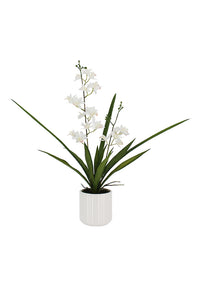 Flower Systems Mini Cymbidium with Ceramic Pot 55cm