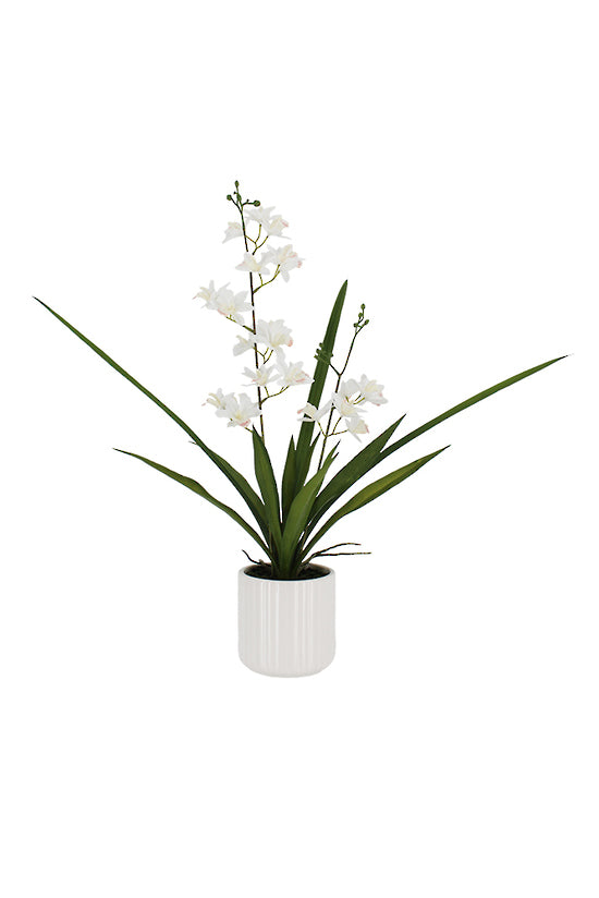 Flower Systems Mini Cymbidium with Ceramic Pot 55cm