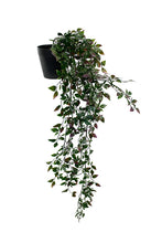 Load image into Gallery viewer, Flower Systems Potted Wandering Dew Bush 89cm
