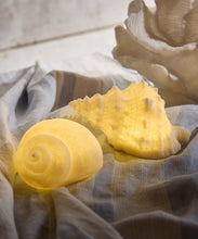 Load image into Gallery viewer, French Country Collections Conch Shell Decorative Light Up

