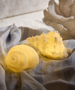 French Country Collections Conch Shell Decorative Light Up