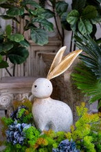 Load image into Gallery viewer, Rembrandt Rabbit with Gold Ears Short
