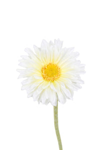 Flower Systems Single Mini Gerbera White
