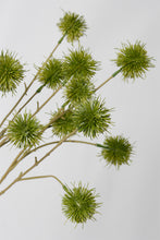 Load image into Gallery viewer, Flower Systems Sweet Chestnut Pod Bundle 3x Green
