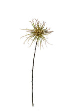 Load image into Gallery viewer, Flower Systems Spider Mum Stem Khaki Green 71cm
