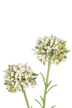 Load image into Gallery viewer, Flower Systems Mini Allium Cream 46cm
