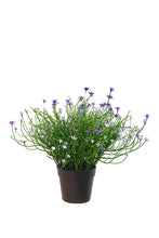Load image into Gallery viewer, Flower Systems Baby Breath Potted Bush Violet UVR 21.5cm
