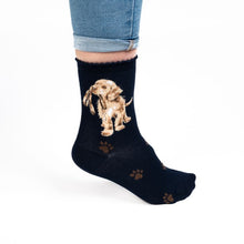 Load image into Gallery viewer, Wrendale Designs "Hopeful" Labrador Socks
