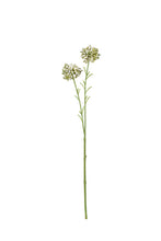 Load image into Gallery viewer, Flower Systems Mini Allium Cream 46cm
