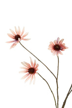 Load image into Gallery viewer, Flower Systems Rudbeckia Spray Dusky Pink 114cm
