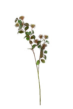 Load image into Gallery viewer, Flower Systems Leucospermum Spray Fall Grey 101cm
