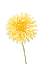 Load image into Gallery viewer, Flower Systems Single Mini Gerbera Yellow

