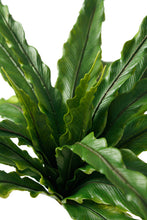 Load image into Gallery viewer, Flower Systems Bird&#39;s Nest Fern Bush 33cm
