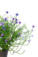 Load image into Gallery viewer, Flower Systems Baby Breath Potted Bush Violet UVR 21.5cm
