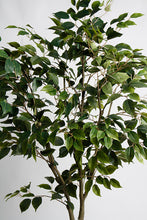 Load image into Gallery viewer, Flower Systems Ficus Benjamina Potted 1.5m
