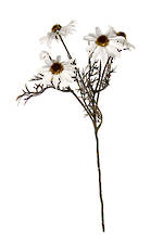Flower Systems Echinacea Spray White