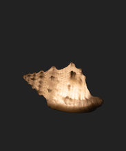 Load image into Gallery viewer, French Country Collections Conch Shell Decorative Light Up
