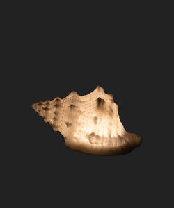 French Country Collections Conch Shell Decorative Light Up
