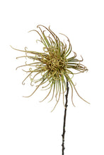 Load image into Gallery viewer, Flower Systems Spider Mum Stem Khaki Green 71cm
